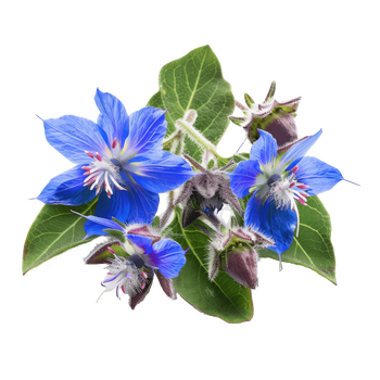 Ogórecznik lekarski – właściwości lecznicze, działanie, zastosowanie i dawkowanie